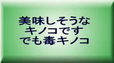 美味しそうな キノコです でも毒キノコ